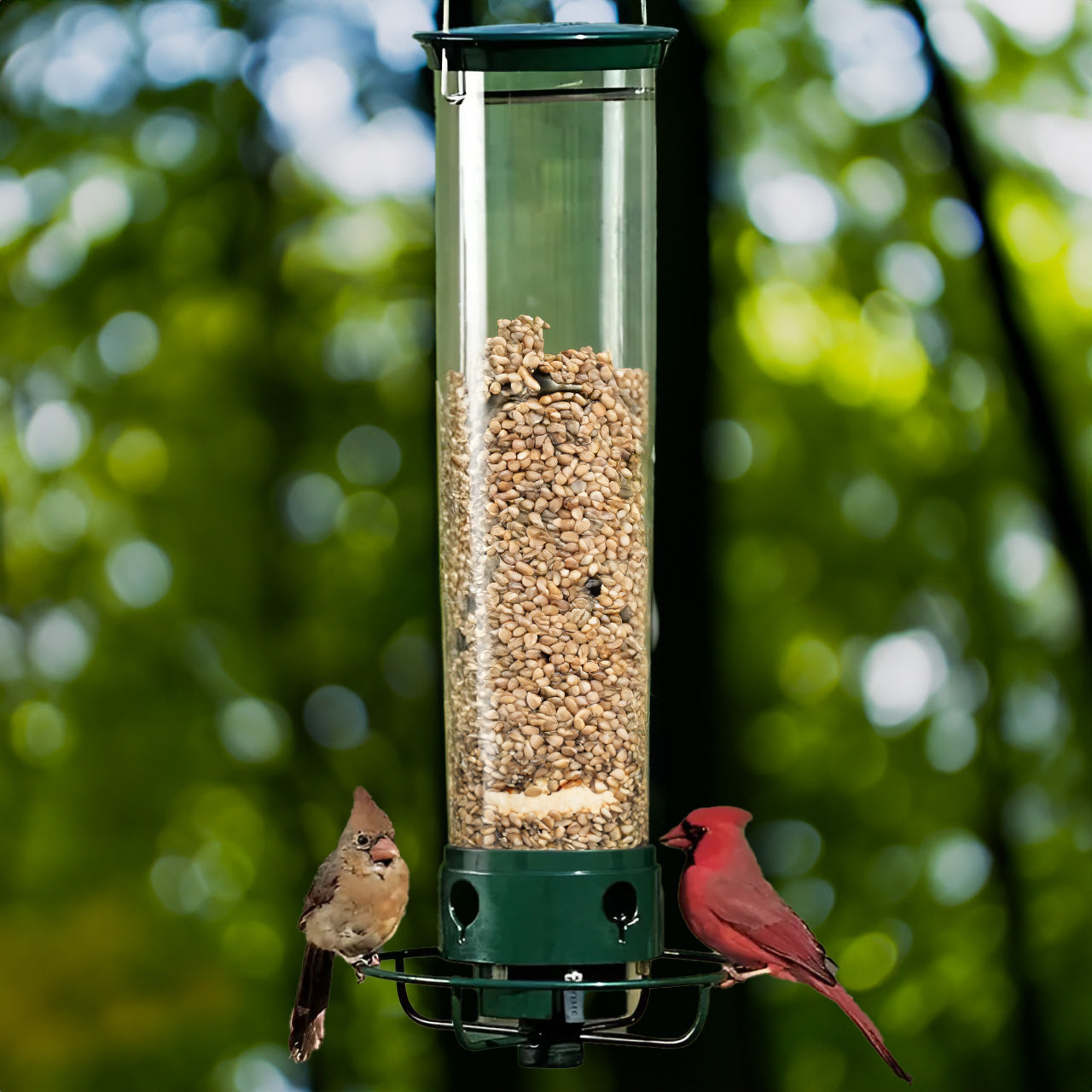 Ultimate Squirrel-Proof Bird Feeder with Weight-Activated Perch | Durable Metal Design for Backyard Birdwatching 0