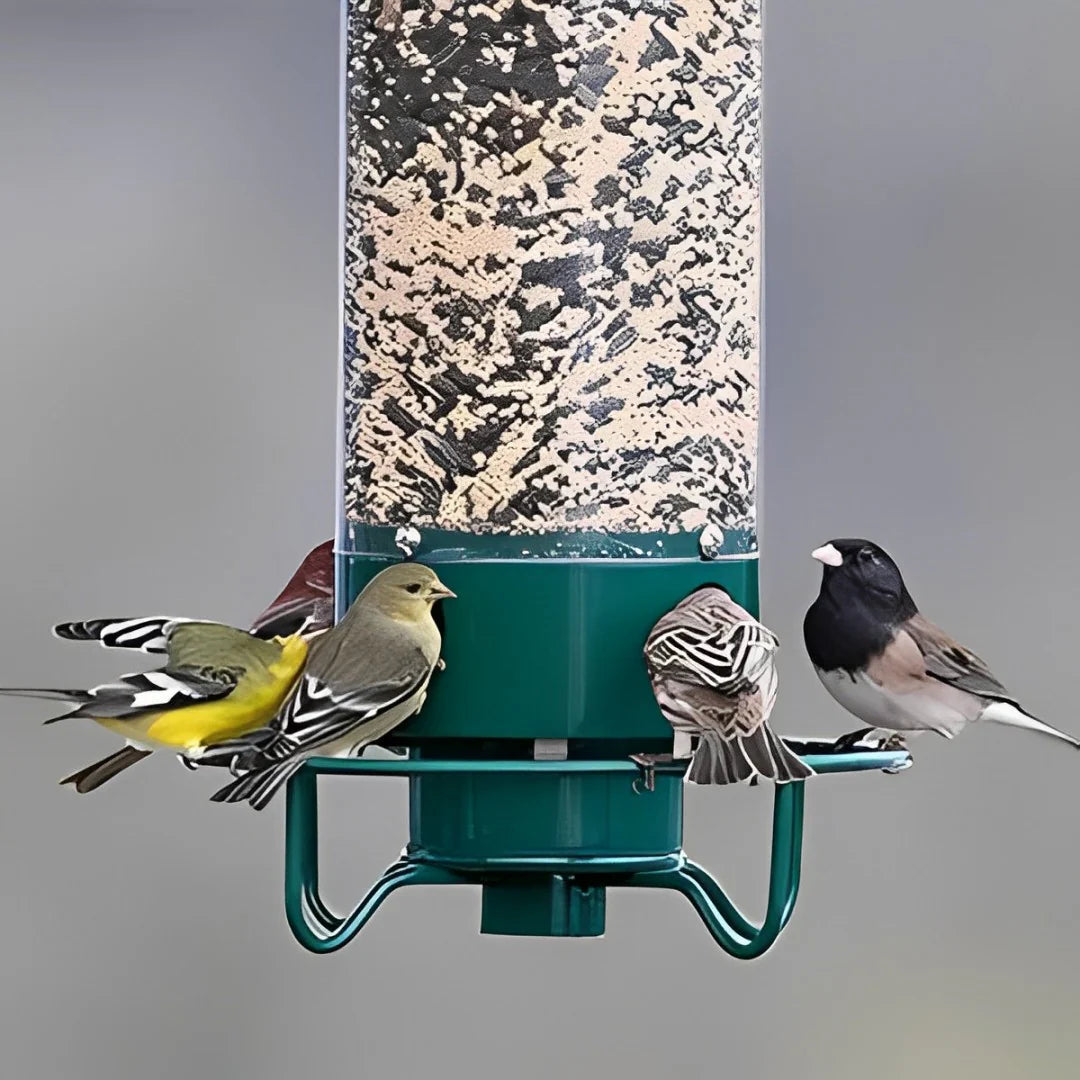 Ultimate Squirrel-Proof Bird Feeder with Weight-Activated Perch | Durable Metal Design for Backyard Birdwatching 4