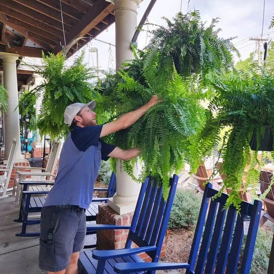 Artificial Boston Fern UV-Resistant Hanging Plant Alvore