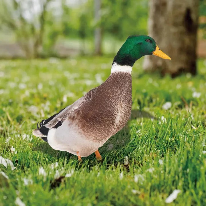 Lifelike Duck Sculpture for Garden Alvore