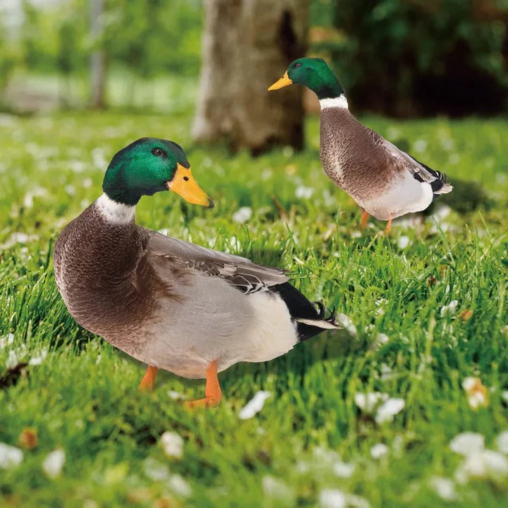 Lifelike Duck Sculpture for Garden Alvore