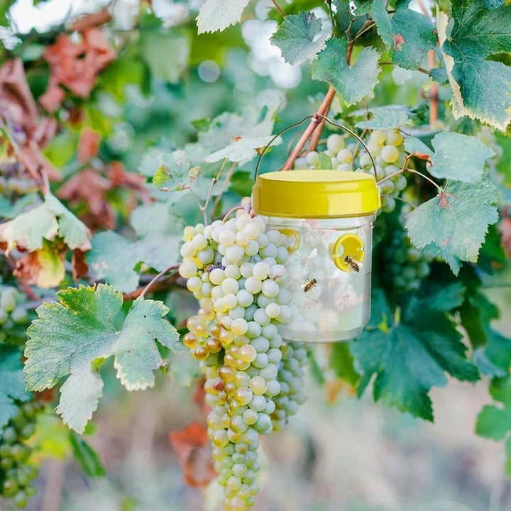 Insect Fruit Fly Traps Alvore