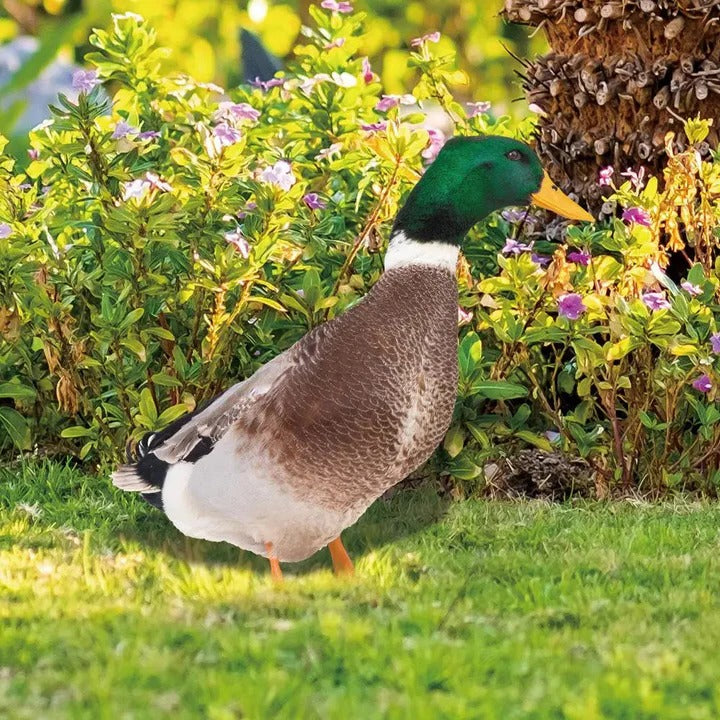 Lifelike Duck Sculpture for Garden Alvore